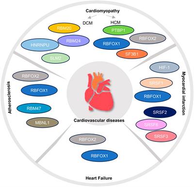 Development and disease-specific regulation of RNA splicing in cardiovascular system